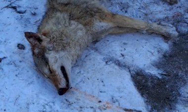 Карышкырдан жабыр тартышып...