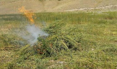 Кара куурай өрттөлөт