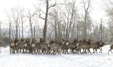 Чаткалда бугу чарбасы иштеп жатат