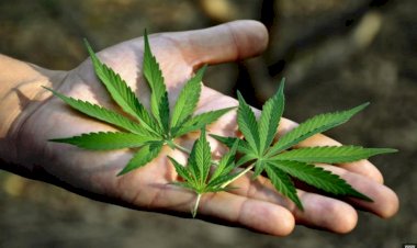 Таластан атайын кара куурай чогултуу үчүн келген  төрт жаран кармалды