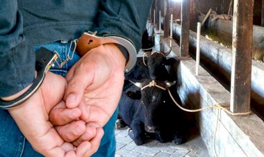 Сузакта мал уурулук менен алектенген 19 жана 18 жаштагы балдар кармалды