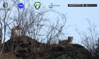 Токтогулда экоактивисттер коруктан ак илбирсти кезиктиришти