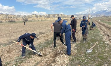 Тогуз-Торо районунун Сары-Булуң өзөнүнө 25 миң көчөт олтургузулду
