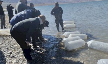 Токтогул суу сактагычына 1 млн даана «Сига» балыгынын чабактары коё берилди