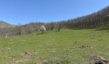 Арстанбапта 3 гектардан ашуун аянтка көчөттөр эгилди