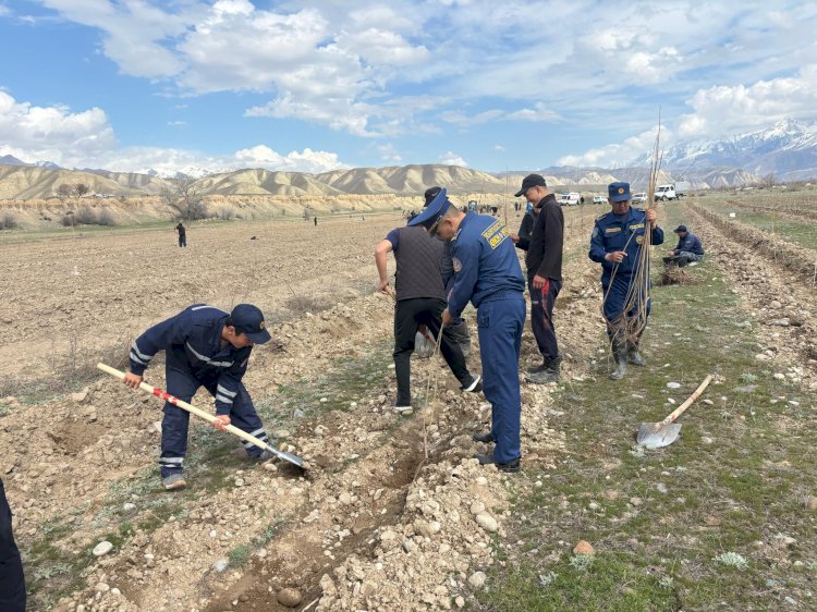 Тогуз-Торо районунун Сары-Булуң өзөнүнө 25 миң көчөт олтургузулду