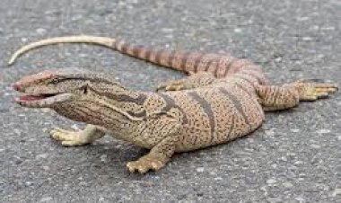 Ноокенде кызыл китепке кирген сойлоп жүрүүчү жаныбарды кармап алган жаранга 10 миң сом айып пул салынды