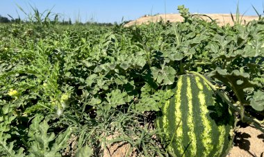 Аксыда дарбыз-коон бышып, чет өлкөгө экспорттолуп жатат