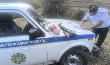 Жалал-Абадда кашкулакка мыйзамсыз аңчылык жасаган жаранга 16 миң сом айып пул салынды