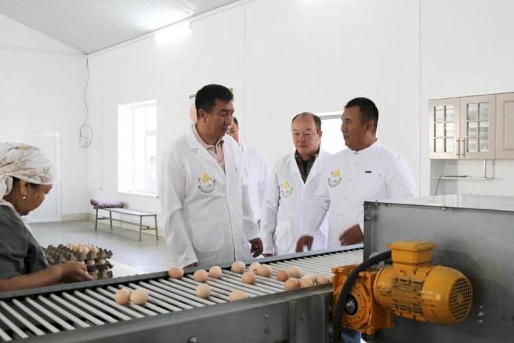 Облус жетекчиси Базар-Коргондогу   “Алтын-Куш Агро” тоок фабрикасынын ишмердүүлүгү менен таанышты