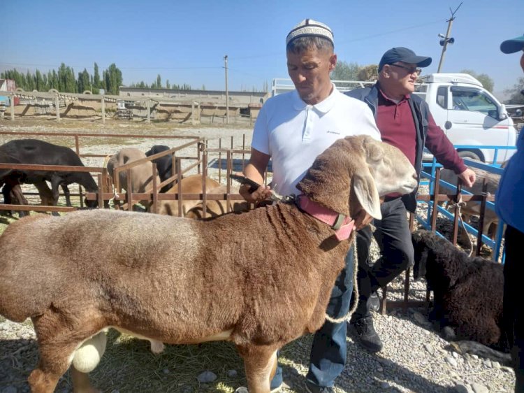 Аксыда «Арашан» койлорунун жарманкеси өттү