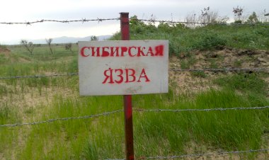 Аксыда сибирь жарасы катталып, аймак карантинге алынды