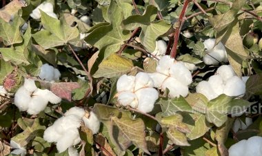 Ноокенде быйыл пахтанын баасы 73 сомго чейин жетти