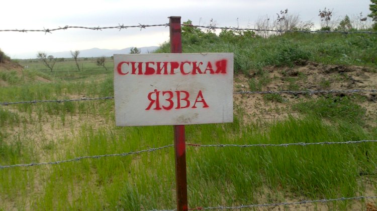 Аксыда сибирь жарасы катталып, аймак карантинге алынды