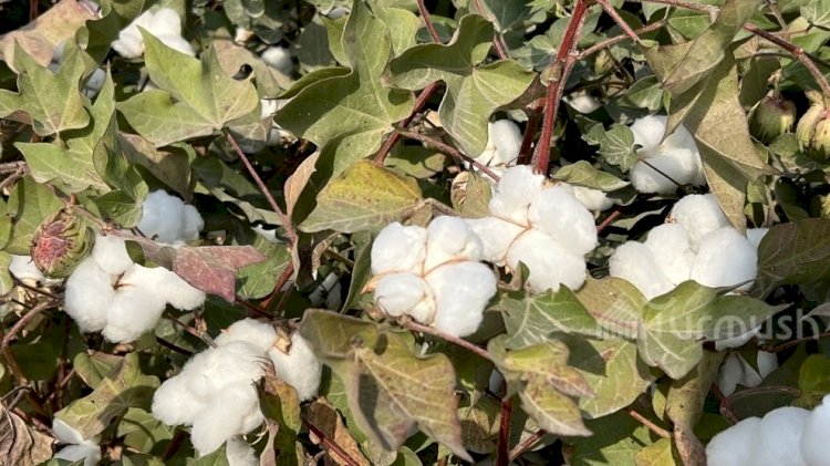 Ноокенде быйыл пахтанын баасы 73 сомго чейин жетти