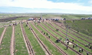 Ноокенде көчөт тигүү акциясы өттү